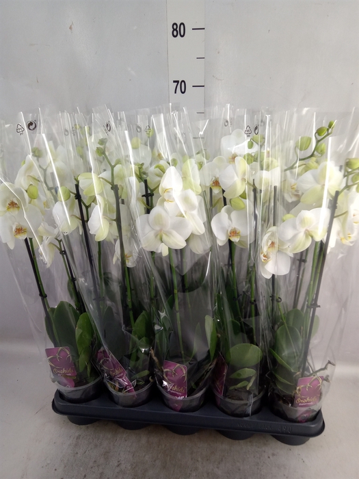 Phalaenopsis   ...white