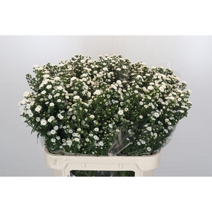 Aster Baby White