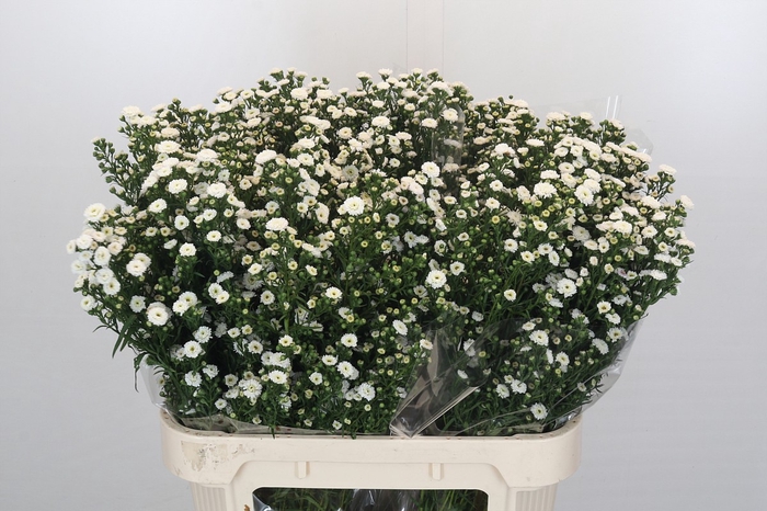 <h4>Aster Baby White</h4>