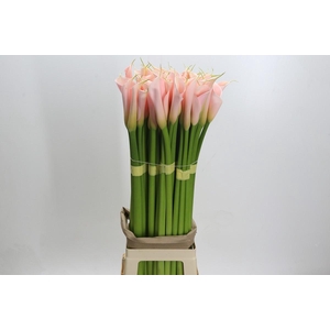 Zantedeschia Eydolls Salmon