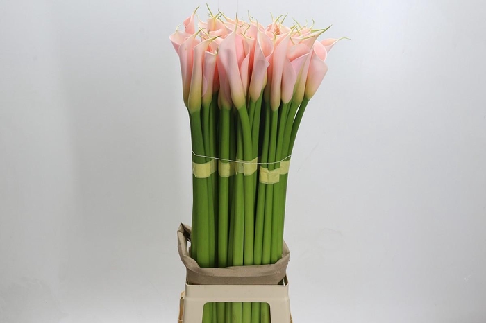 Zantedeschia Eydolls Salmon