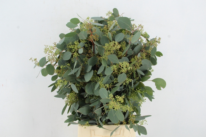 <h4>EUC POPULUS BERRY 300GR</h4>