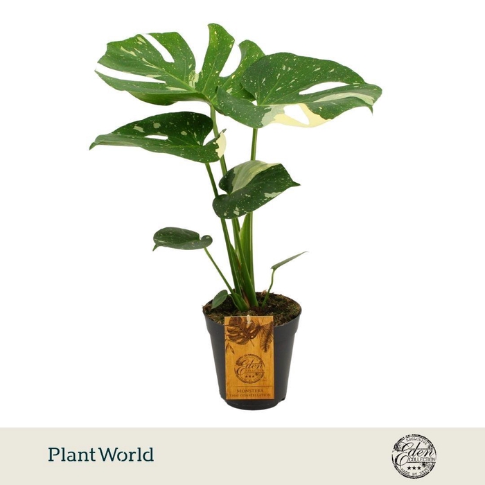 <h4>Monstera Thai constellation 15cm</h4>