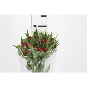 ALSTROEMERIA BAHIA 080 CM
