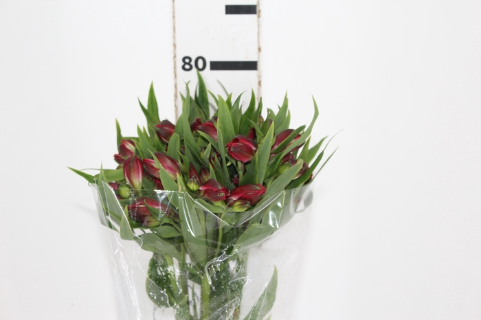 <h4>ALSTROEMERIA BAHIA 080 CM</h4>