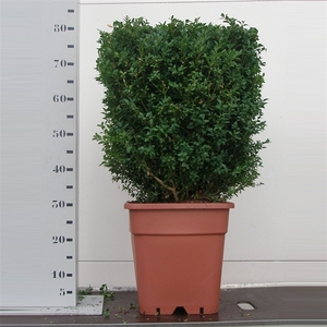 Buxus sempervirens 40cm kubus