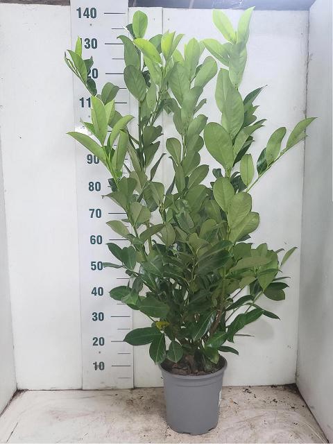 <h4>PRUN LA ROTUNDIFOLIA</h4>