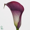 Zantedeschia captain promise