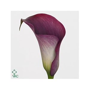 Calla Promise | Dubbelbloemig