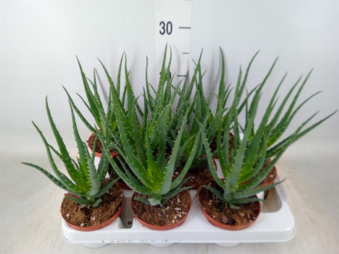 <h4>Aloe arborescens</h4>