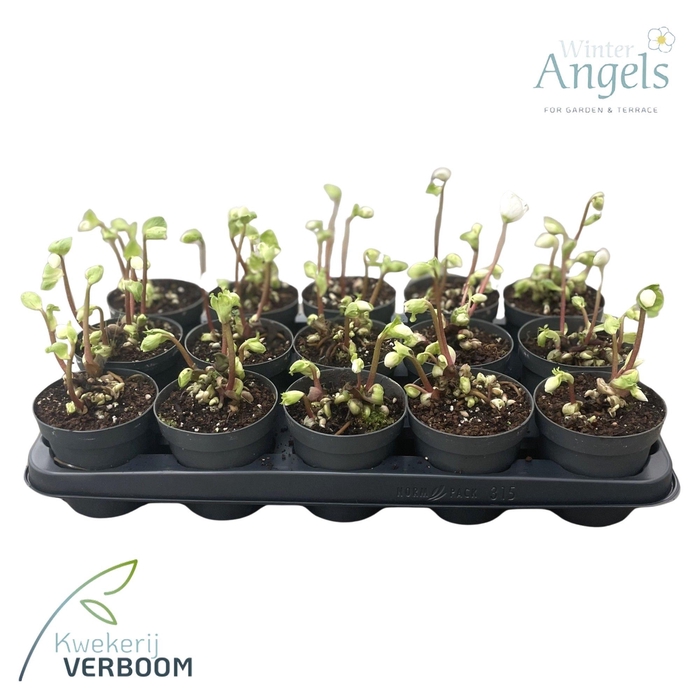 <h4>Helleborus niger 5+</h4>