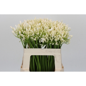 Agapanthus EYFORI White
