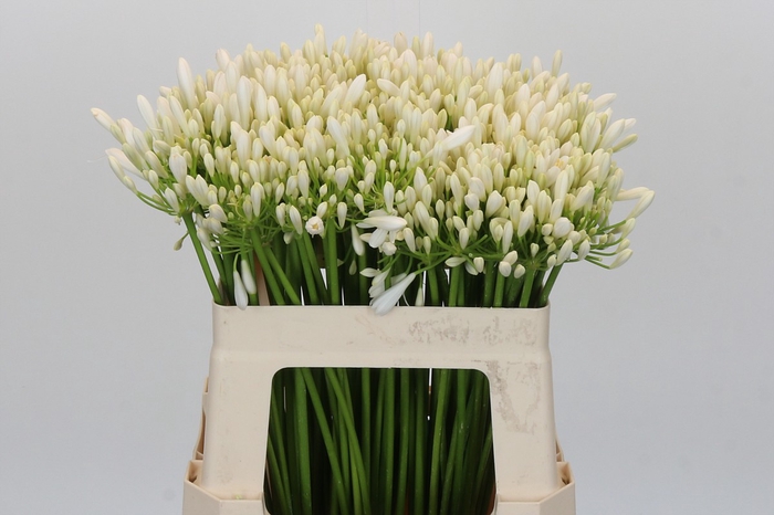 Agapanthus EYFORI White