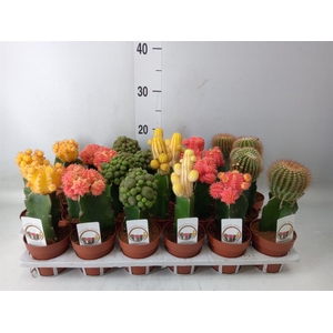 Gymnocalycium mihanov.   ...