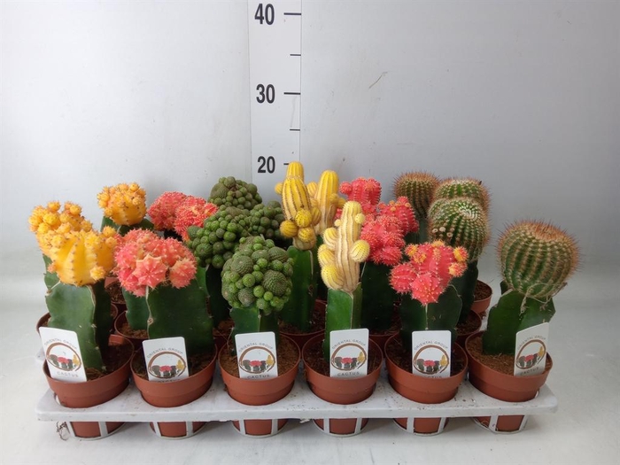 <h4>Gymnocalycium mihanov.   ...</h4>