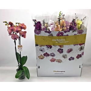 PHAL GEM 10 KL
