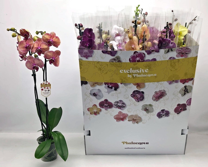 <h4>PHAL GEM 10 KL</h4>