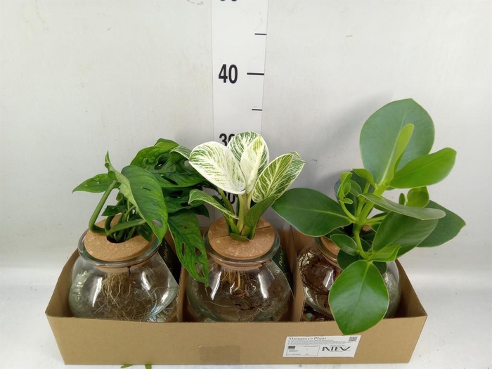 <h4>Planten  ..mix</h4>