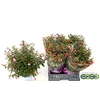 arr8 Fuchsia Patio Prince