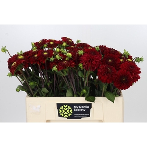 Dahlia Red Fox
