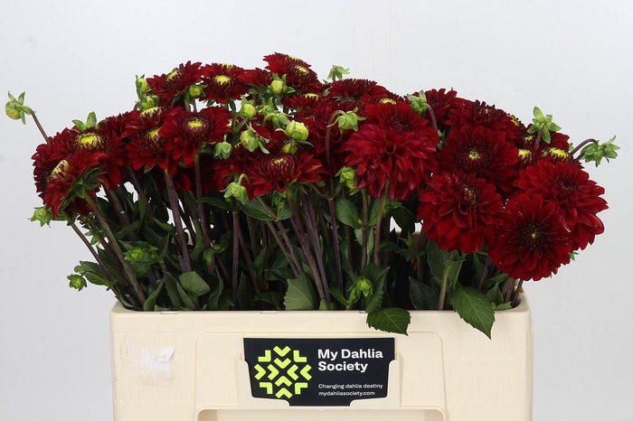 <h4>Dahlia Red Fox</h4>