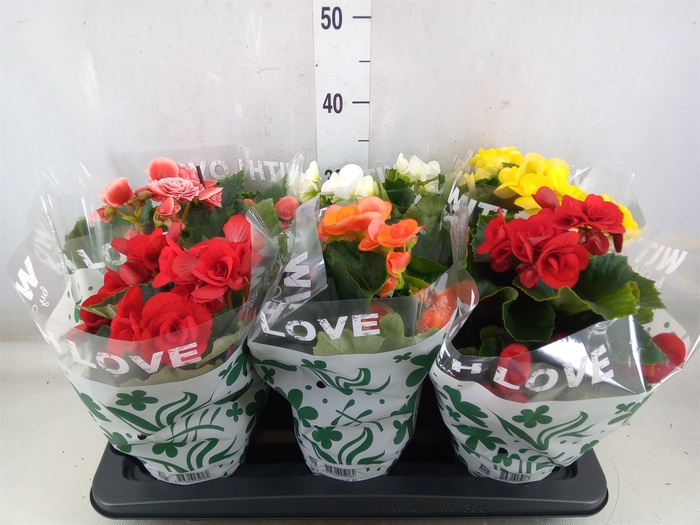 <h4>Begonia elat. DU   ...mix</h4>