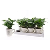 Coffea Arabica Cups