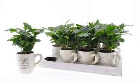 <h4>Coffea Arabica</h4>