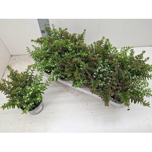 CUPH HYSS GEM IN POT