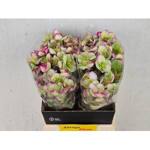 HELL FRK GLENDA GLOS