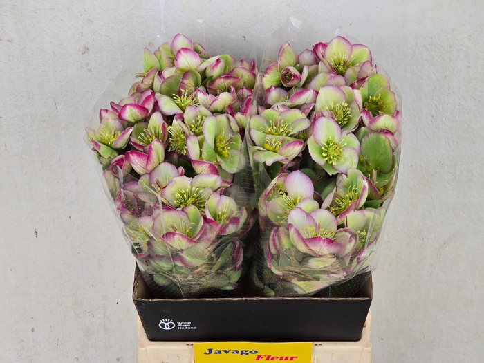 <h4>HELL FRK GLENDA GLOS</h4>