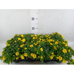 Calibrachoa  'Minifam Yellow'