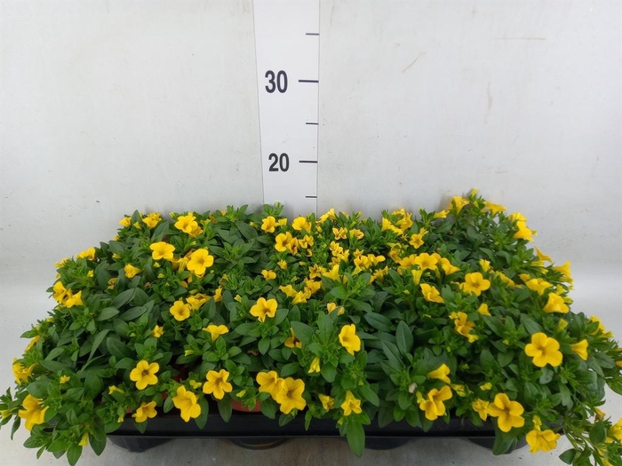 <h4>Calibrachoa  'Minifam Yellow'</h4>