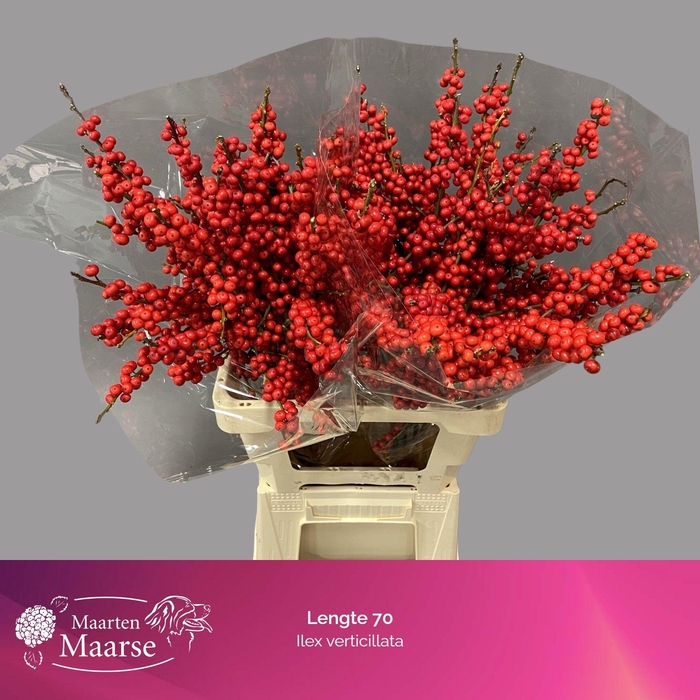 <h4>ILEX VE RODE BES</h4>