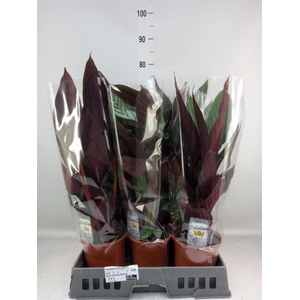 Calathea   ...mix