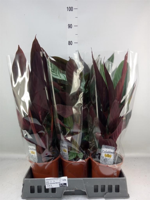 <h4>Calathea   ...mix</h4>