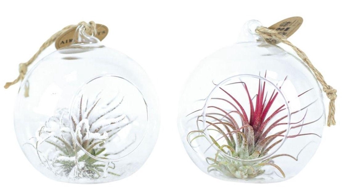 <h4>Tillandsia hangbol red/white</h4>