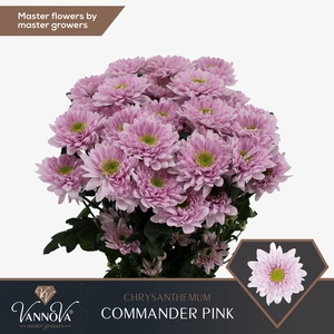 CHR T COMMANDER PINK