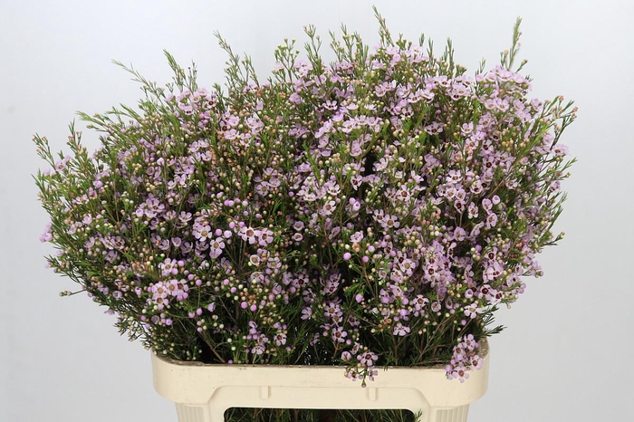 <h4>Chamelaucium Early Nir</h4>