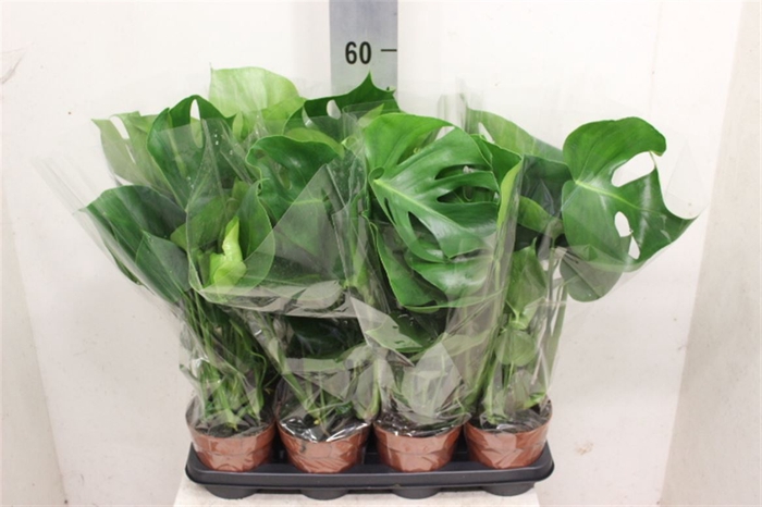 <h4>Monstera deliciosa</h4>