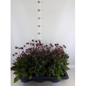 Dahlia  'Dahlinova Tempt Purple'