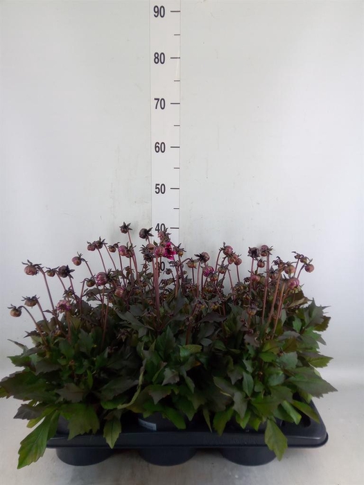 <h4>Dahlia  'Dahlinova Tempt Purple'</h4>