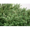 THYMUS 200