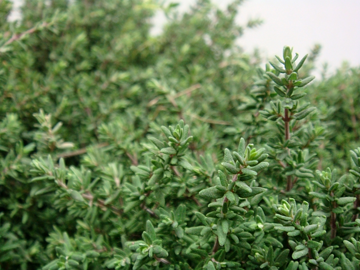 THYMUS 200