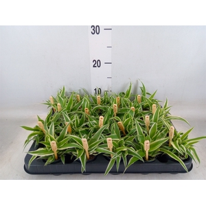 Chlorophytum com. 'Ocean'