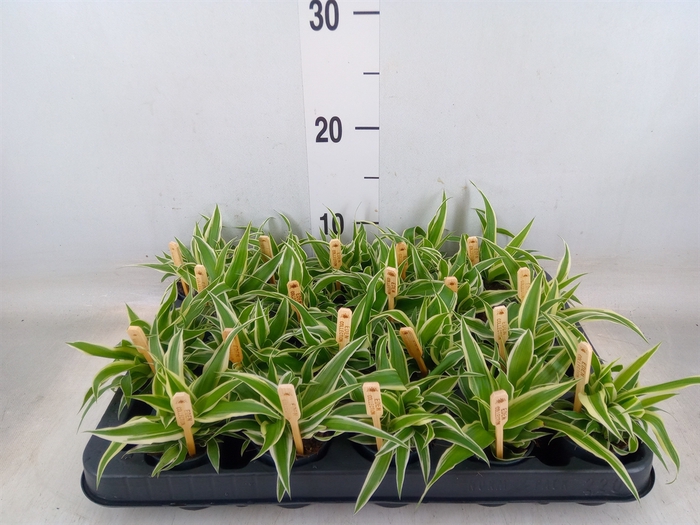 <h4>Chlorophytum com. 'Ocean'</h4>