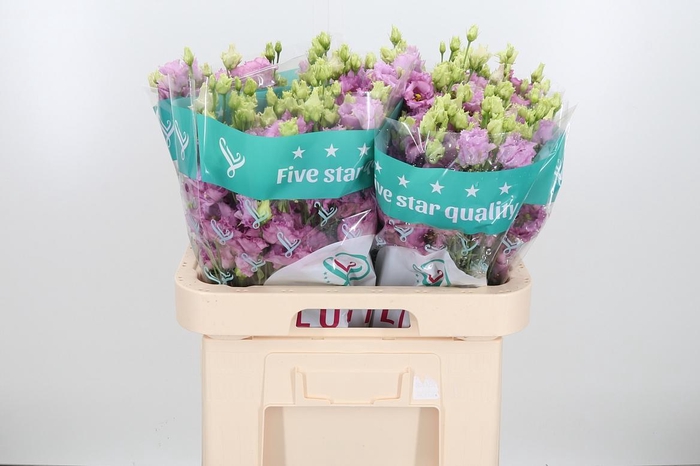 <h4>Eus G Julius Grape</h4>