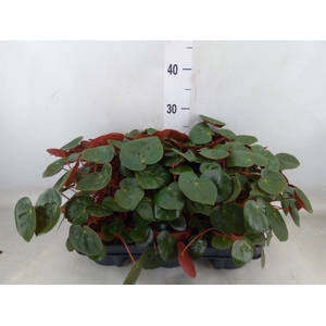 Begonia BD   ...