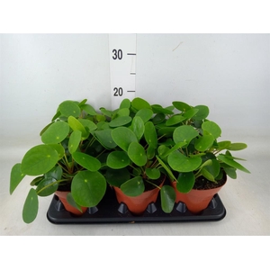 Pilea peperomioides
