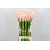 Zantedeschia Eydolls Salmon